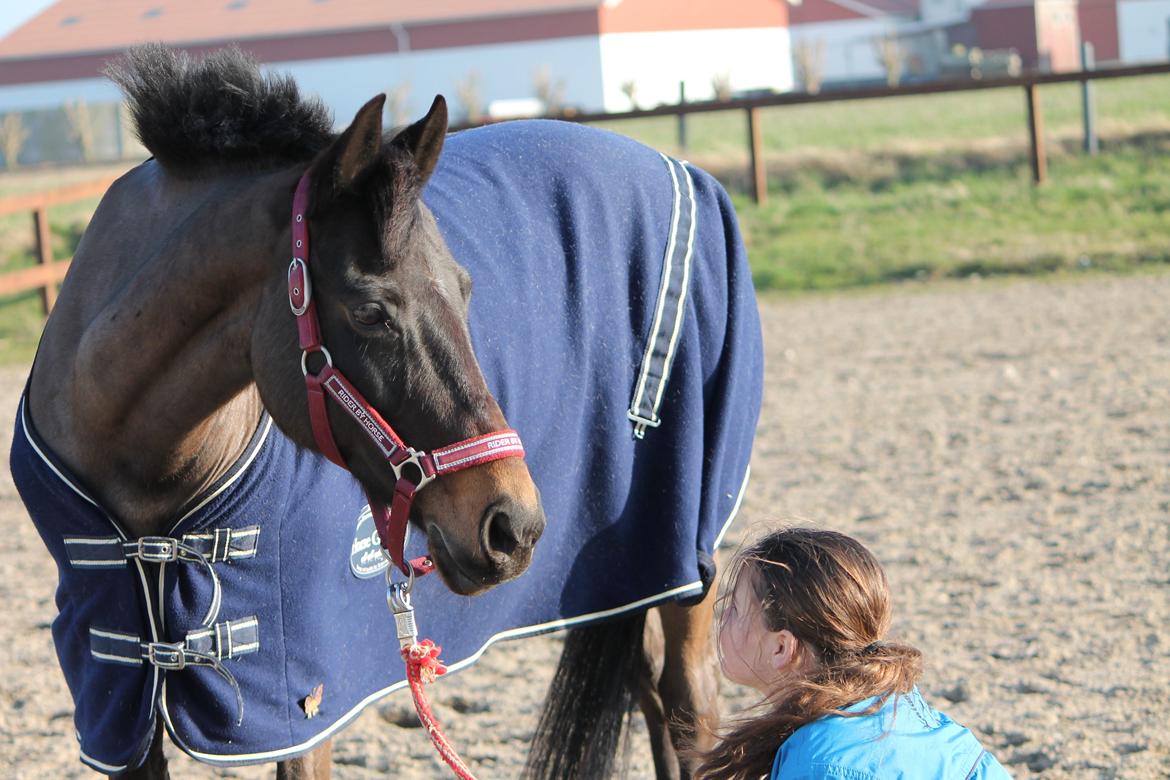 Hollandsk Sportspony NAPIRAI - Min prinsesse pony. <3 billede 14