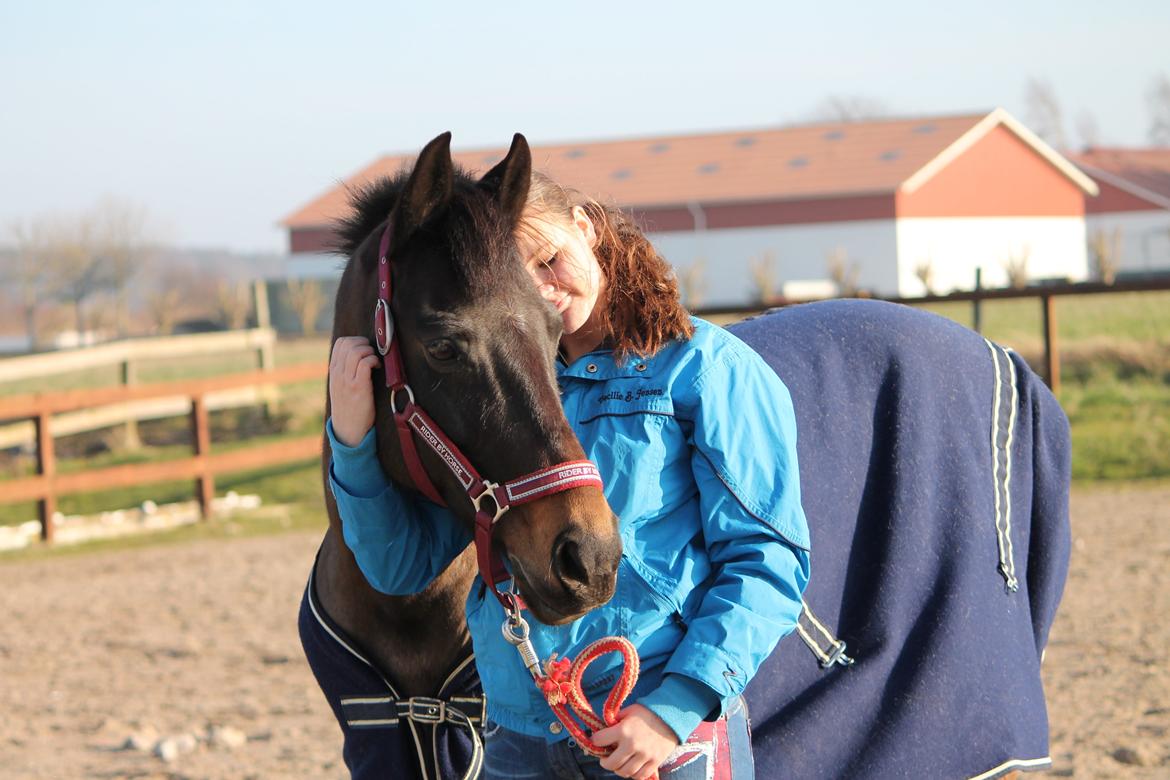 Hollandsk Sportspony NAPIRAI - Min eneste ene. <3 billede 3