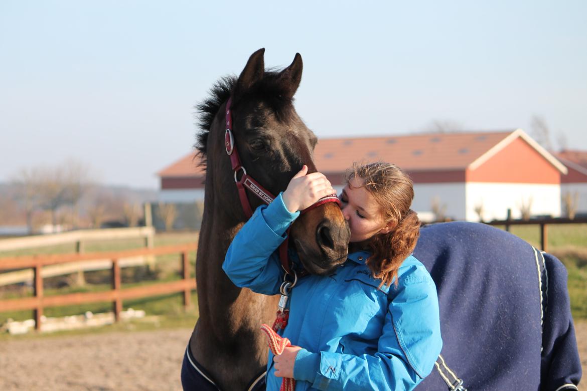 Hollandsk Sportspony NAPIRAI - Min værdifulde diamant. <3 billede 17