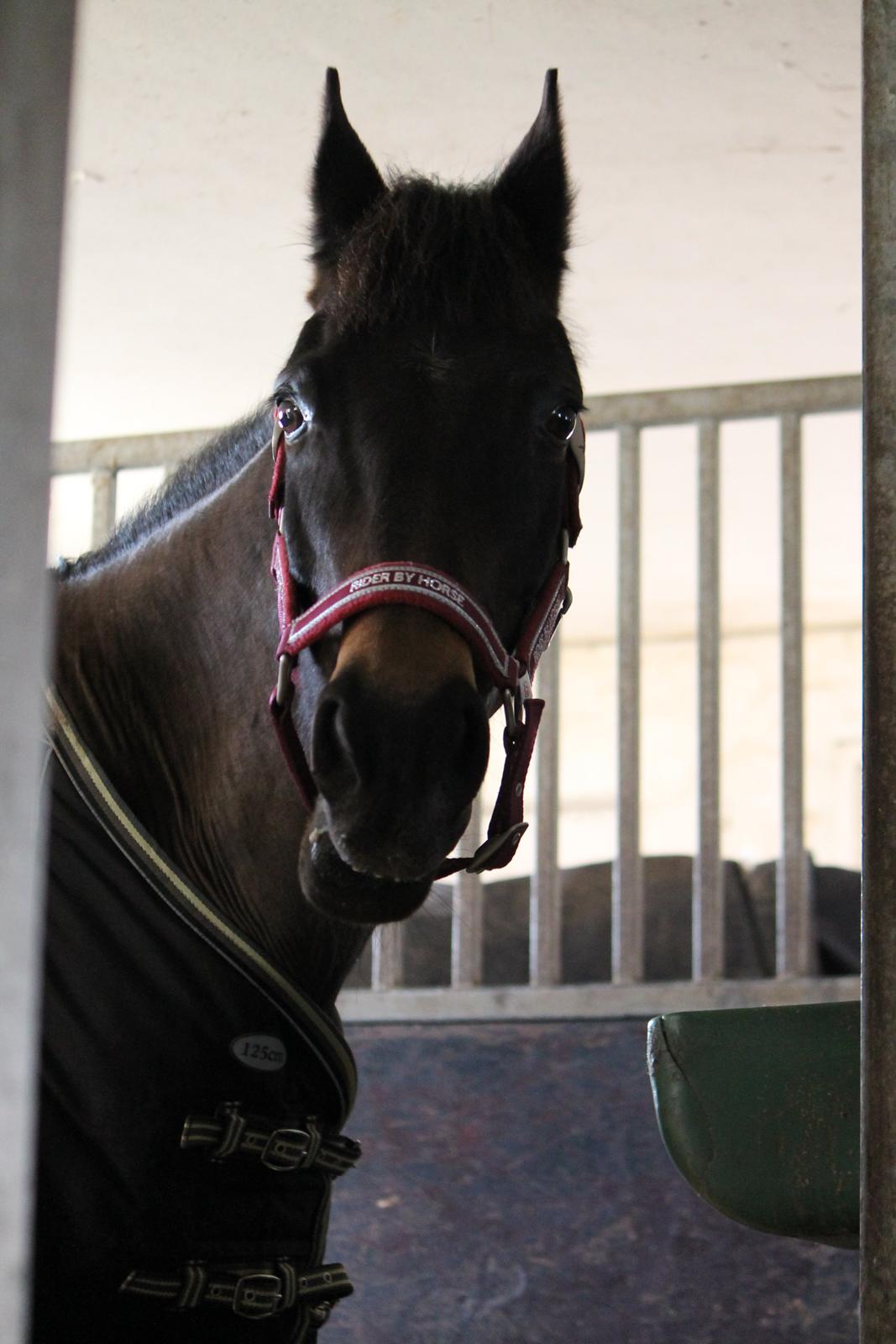 Hollandsk Sportspony NAPIRAI - Okay.. Hej Nappi... billede 29