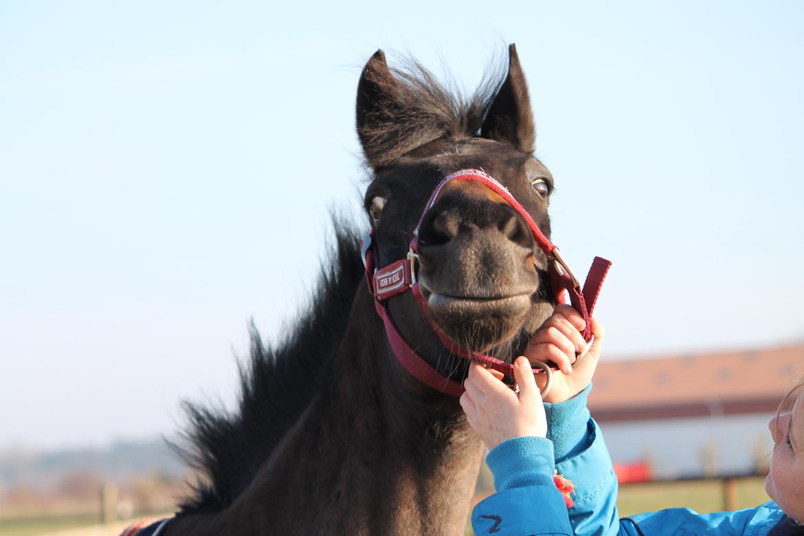 Hollandsk Sportspony NAPIRAI - Når man ligner en lama, er alt jo godt.. billede 32