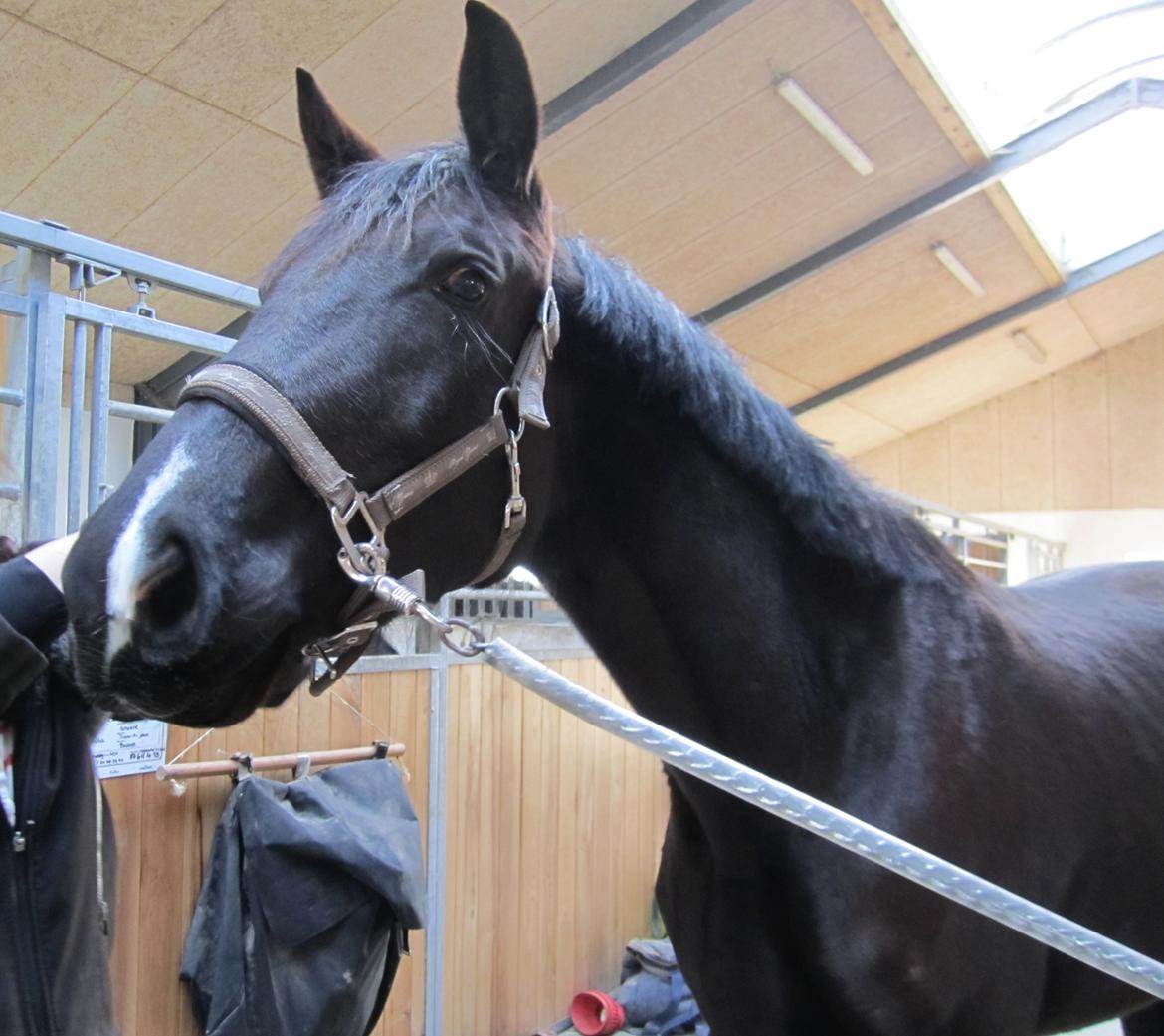 Dansk Varmblod Alphabeat - Alba d. 9. marts 2014 billede 19