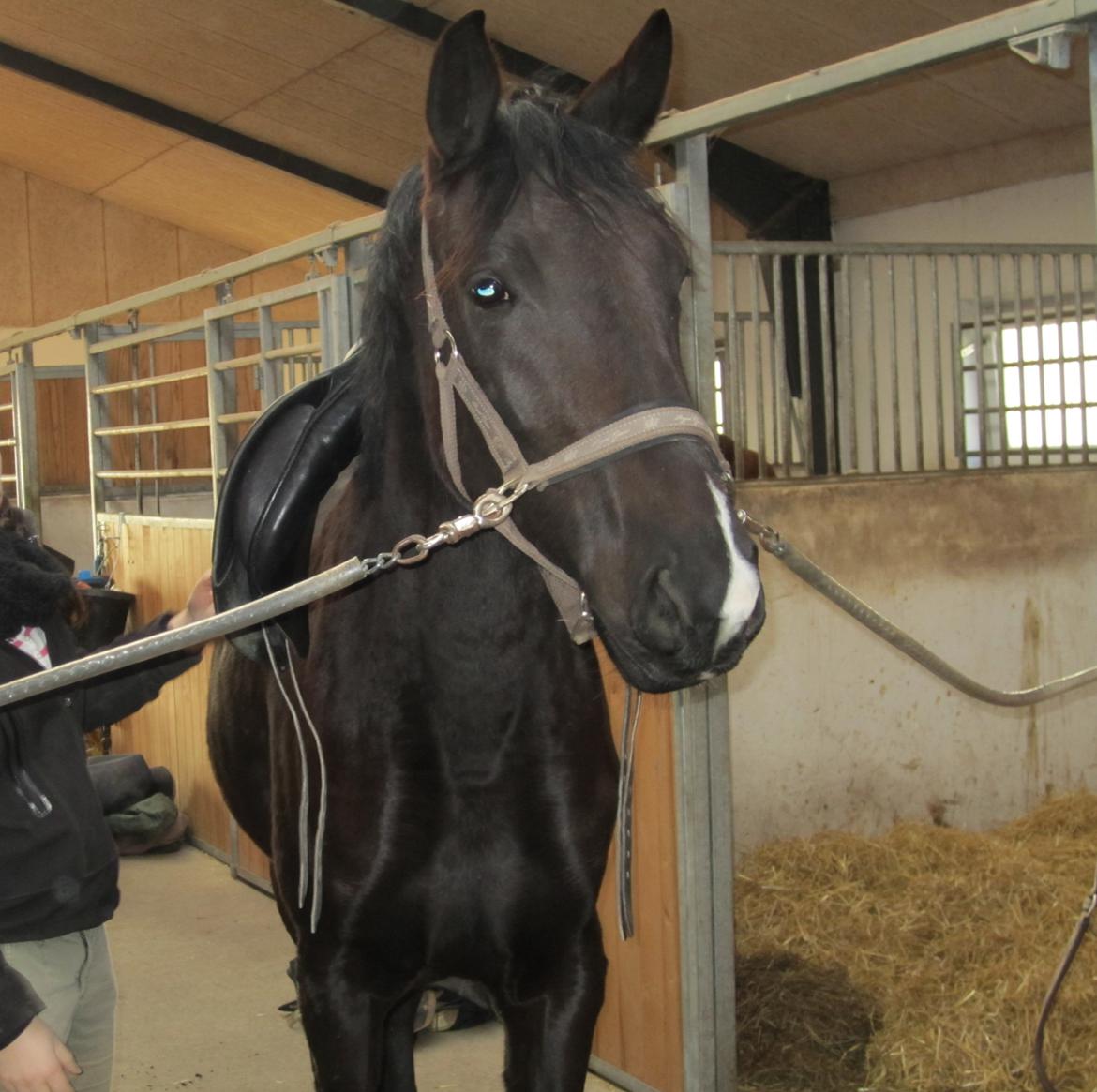 Dansk Varmblod Alphabeat - Vi leger igen med sadlen, som hun er fuldstændig ligeglad med.. d. 9. marts 2014 billede 43