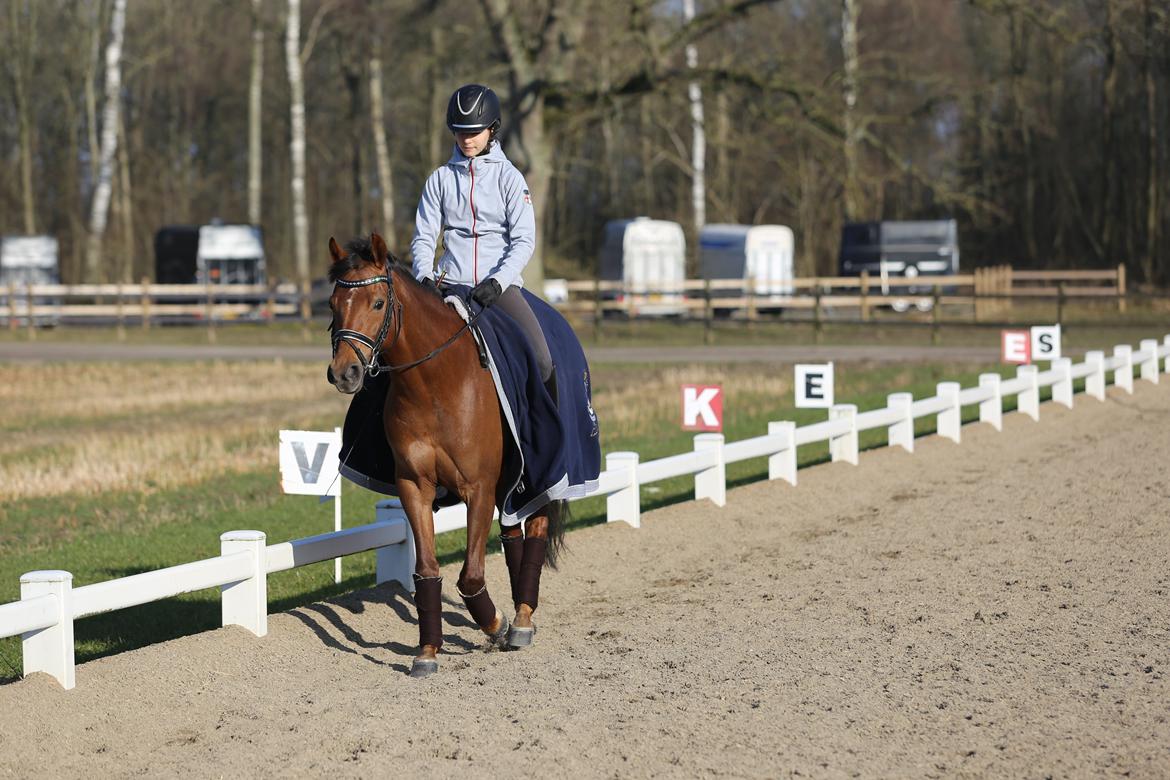 Tysk Sportspony Cascadura B-pony billede 10