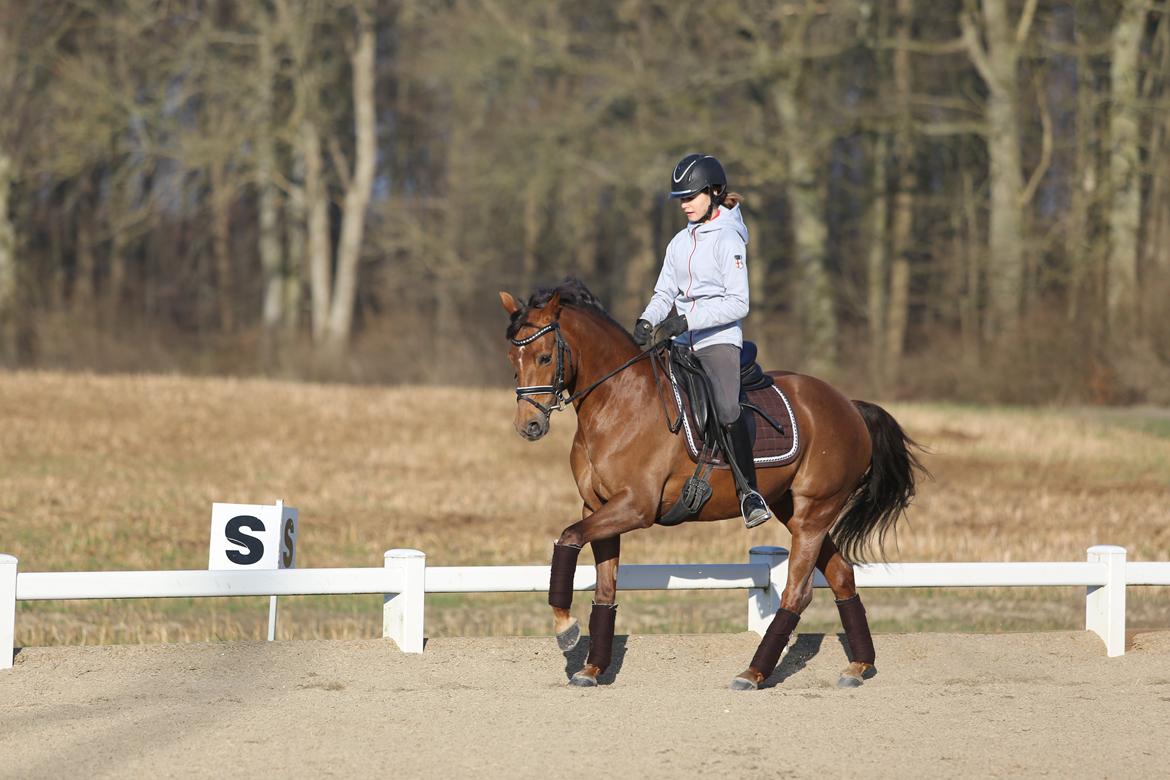 Tysk Sportspony Cascadura B-pony billede 6