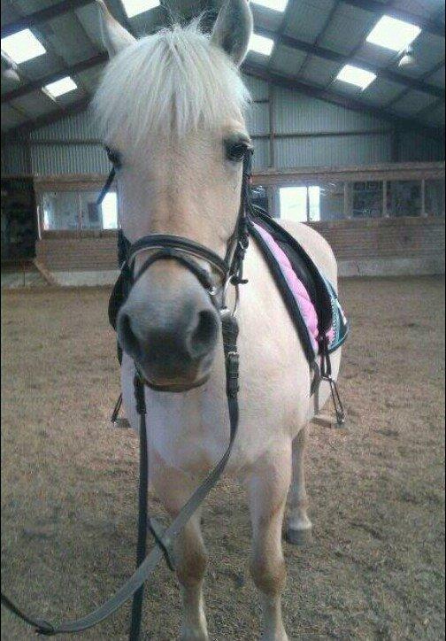 Fjordhest Tot billede 1