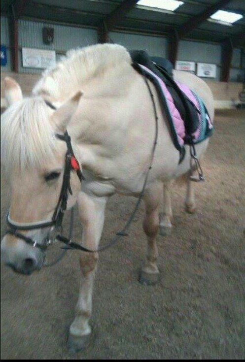 Fjordhest Tot billede 2