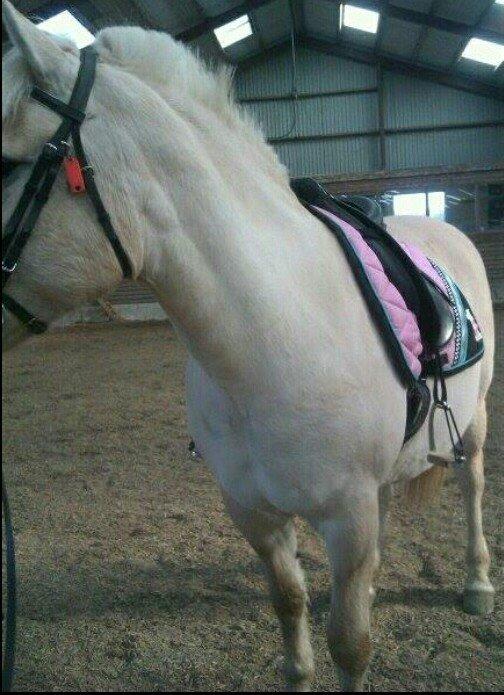 Fjordhest Tot billede 3