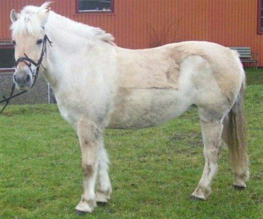 Fjordhest Tot billede 5