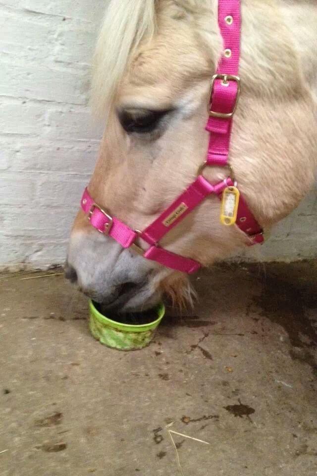 Fjordhest Tot billede 7