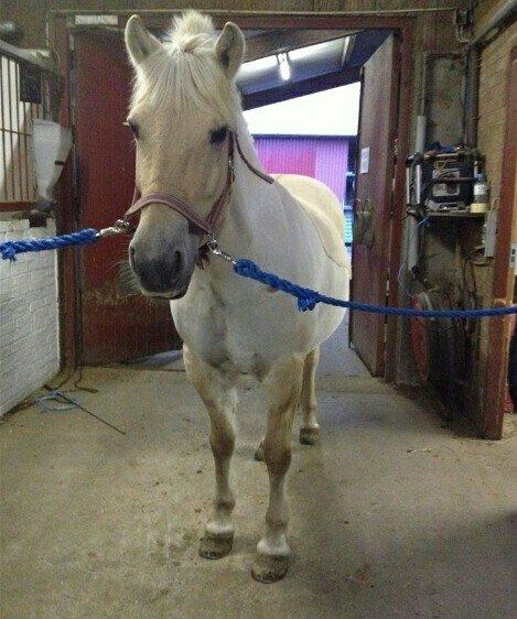 Fjordhest Tot billede 6