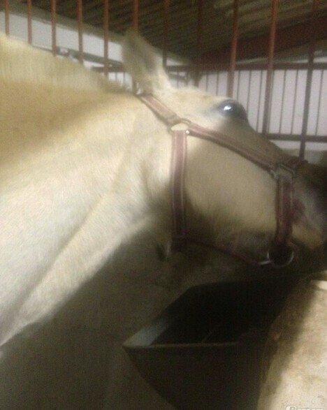 Fjordhest Tot billede 8