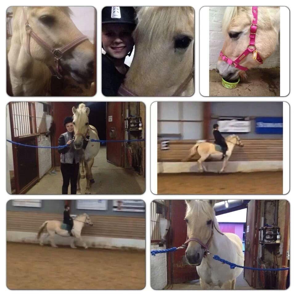 Fjordhest Tot billede 9