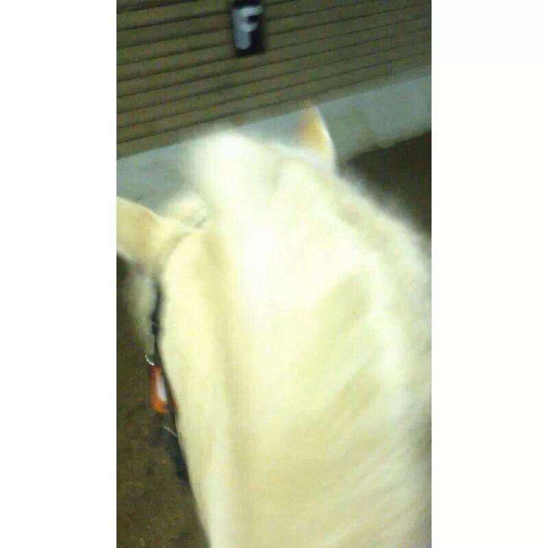 Fjordhest Tot billede 10