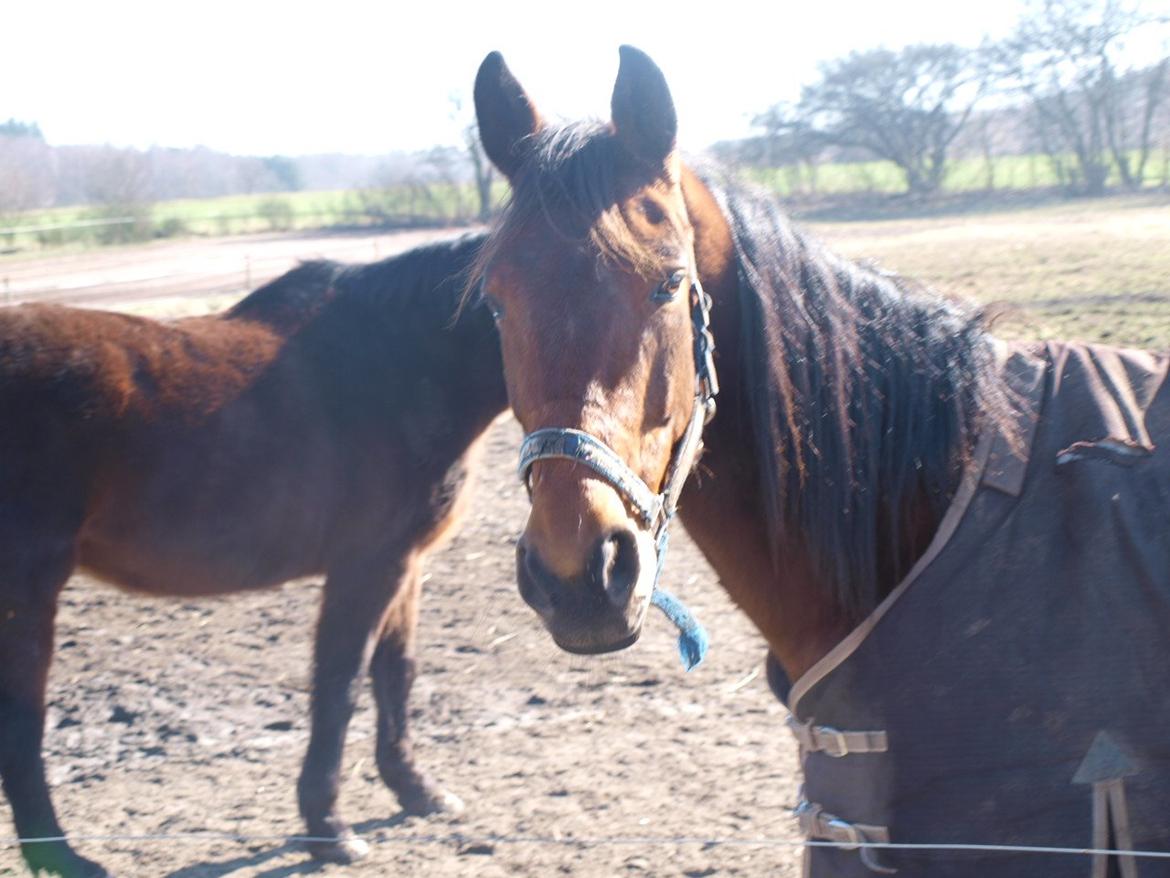 Traver O. Jensen billede 9