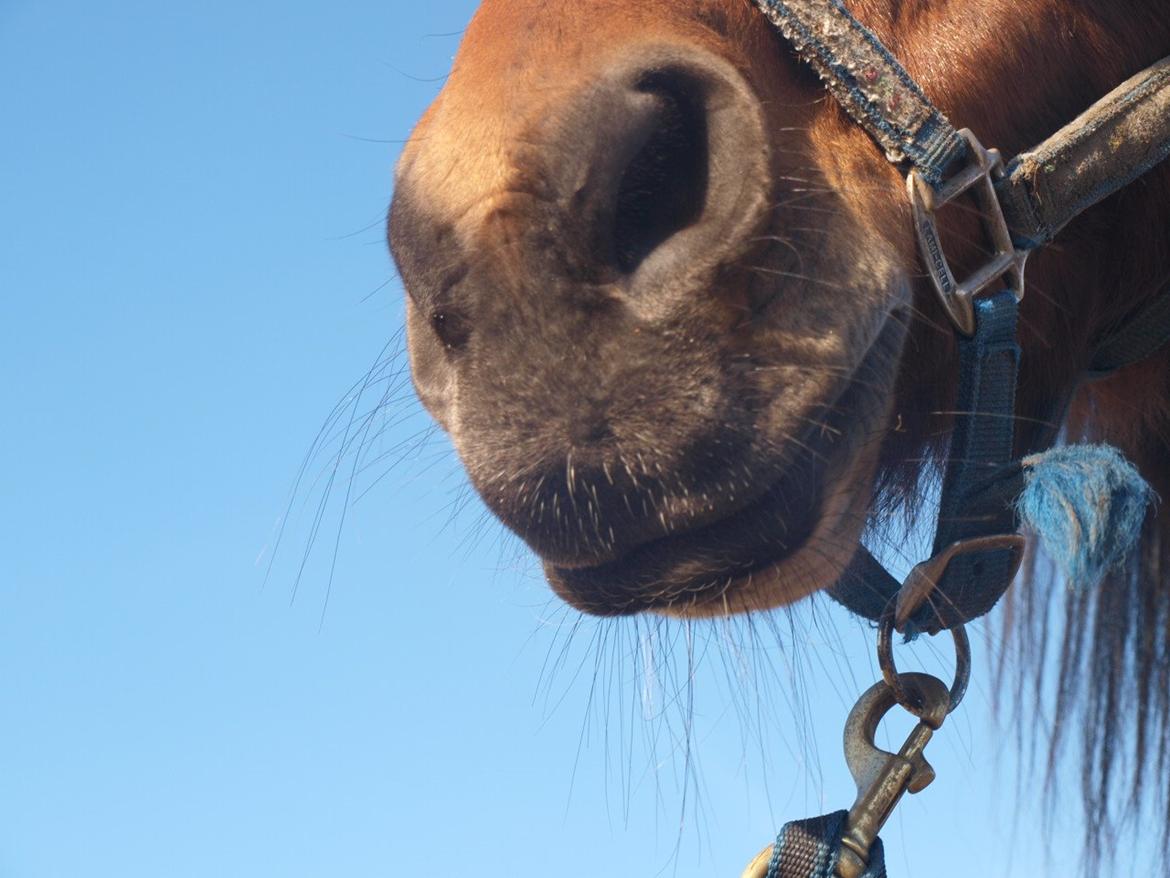 Traver O. Jensen billede 3