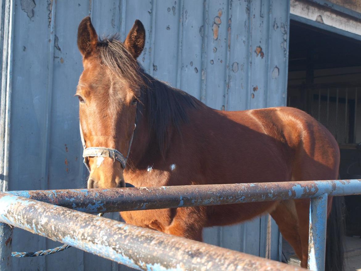 Traver O. Jensen billede 11