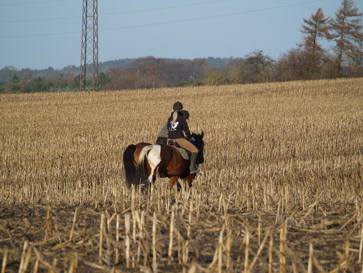 Amerikansk Paint Pony Our Treasure Maglite (Toby) billede 2