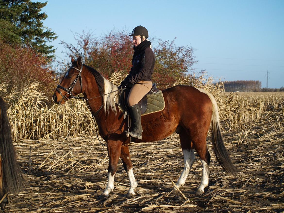 Amerikansk Paint Pony Our Treasure Maglite (Toby) billede 3