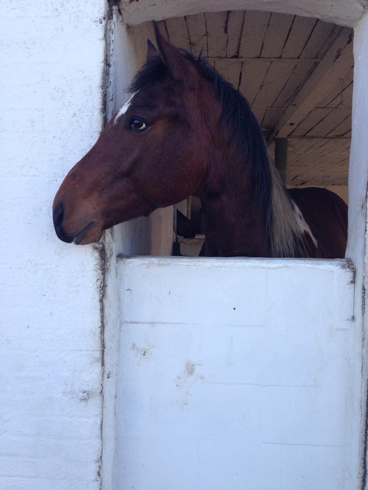 Amerikansk Paint Pony Our Treasure Maglite (Toby) billede 1