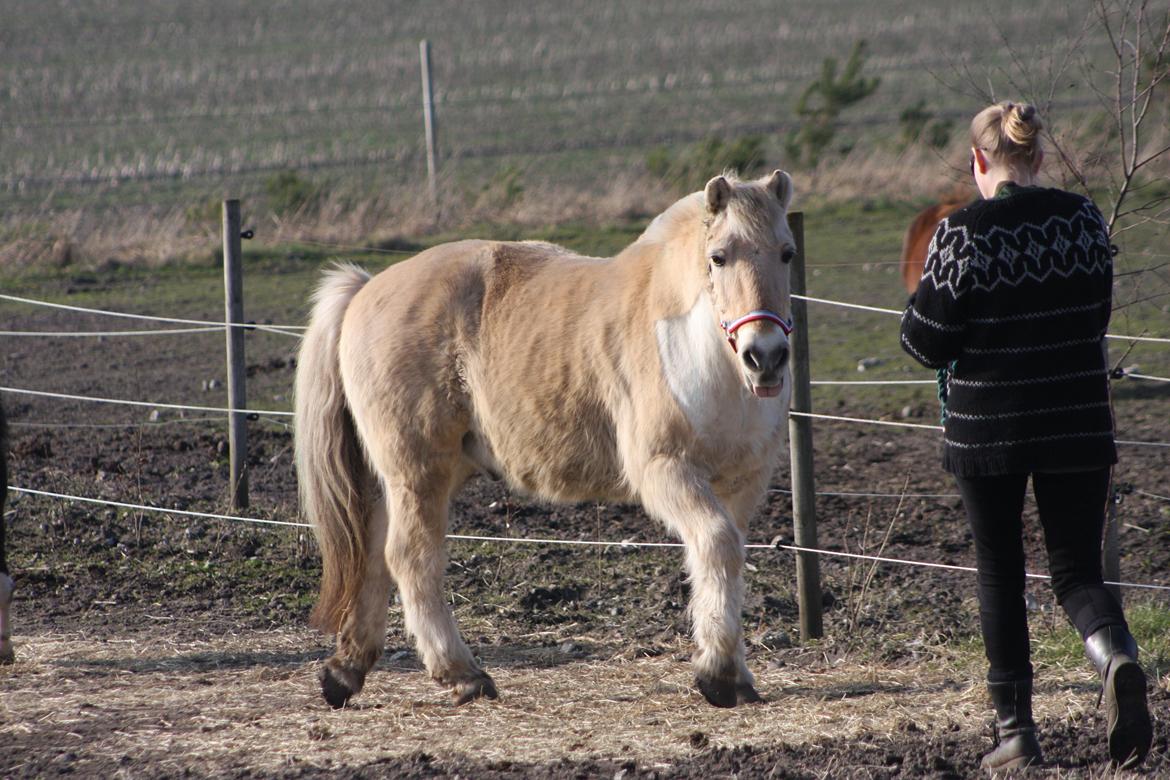 Anden særlig race Laban billede 18