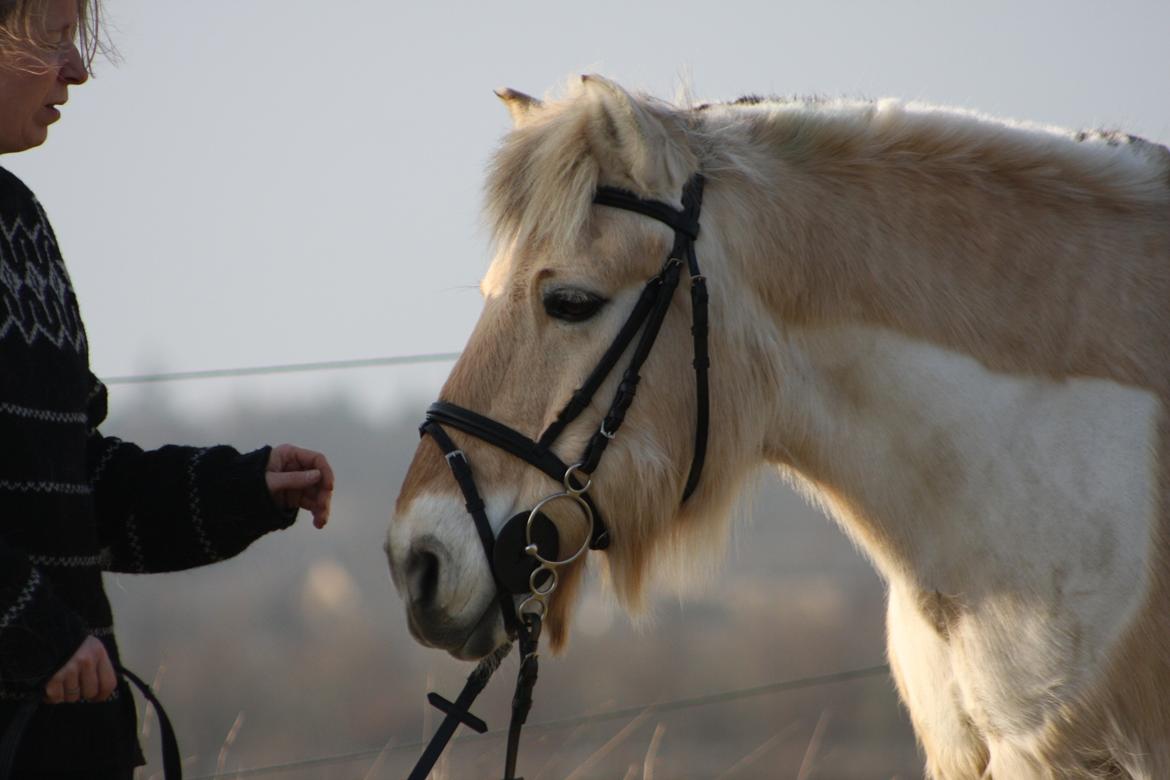 Anden særlig race Laban billede 20