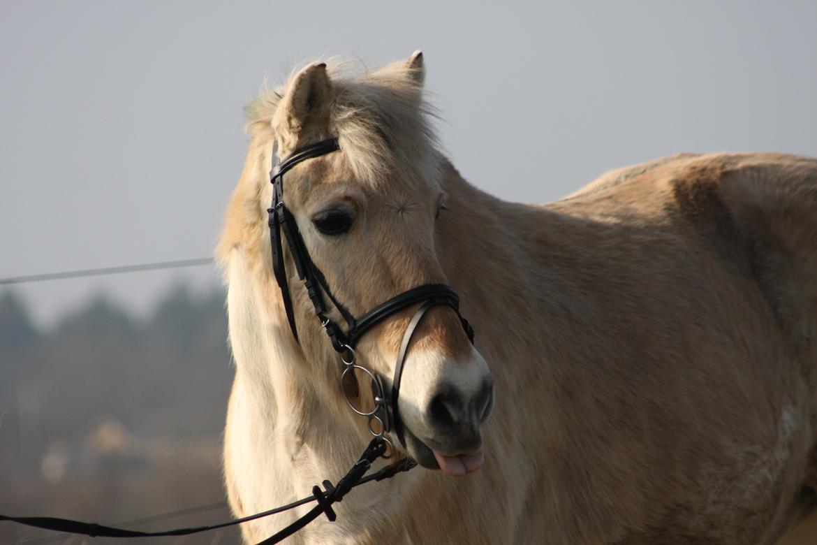 Anden særlig race Laban billede 21