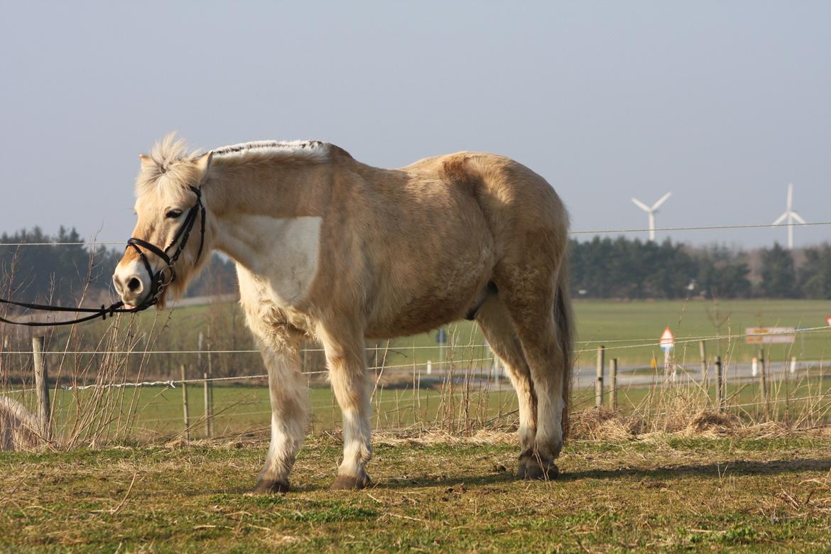 Anden særlig race Laban billede 22