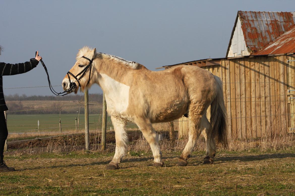 Anden særlig race Laban billede 23
