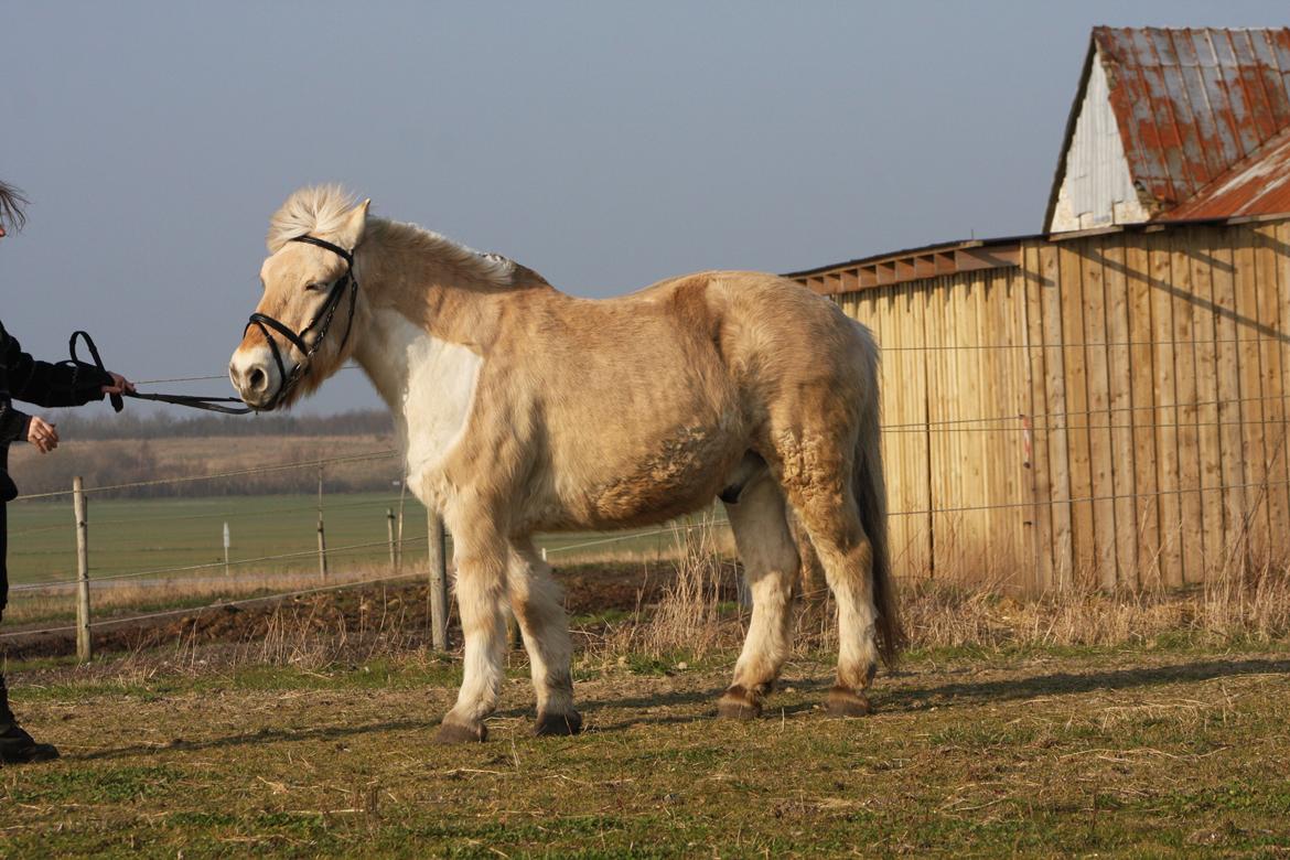 Anden særlig race Laban billede 24