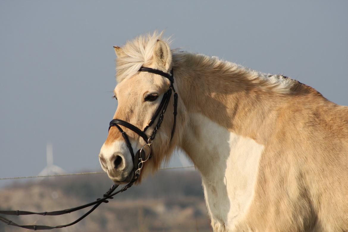 Anden særlig race Laban billede 25