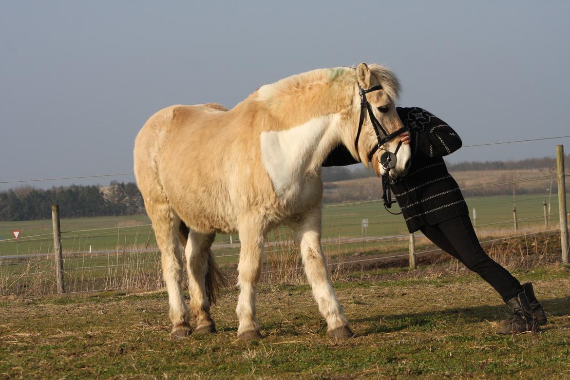 Anden særlig race Laban billede 26