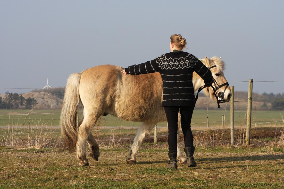 Anden særlig race Laban billede 27