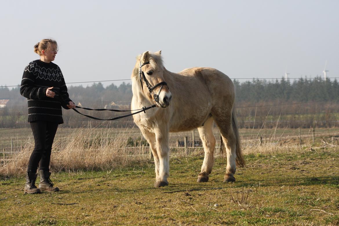 Anden særlig race Laban billede 19