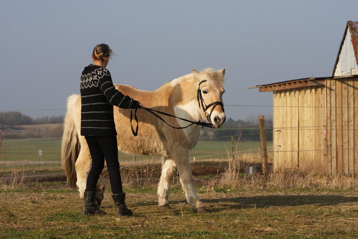 Anden særlig race Laban billede 28
