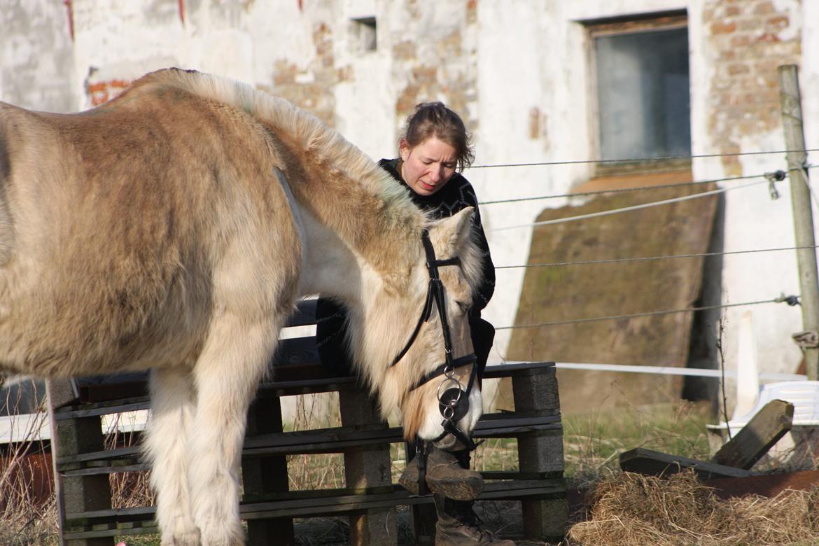 Anden særlig race Laban billede 30