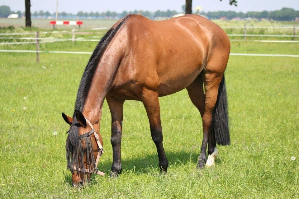 Hollandsk Varmblod Ruby - Ude på folden 2012 billede 29