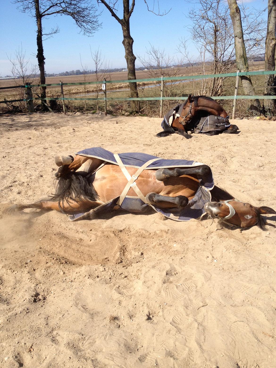 Hollandsk Varmblod Ruby - Ruller sig i solen :) så skønt billede 24