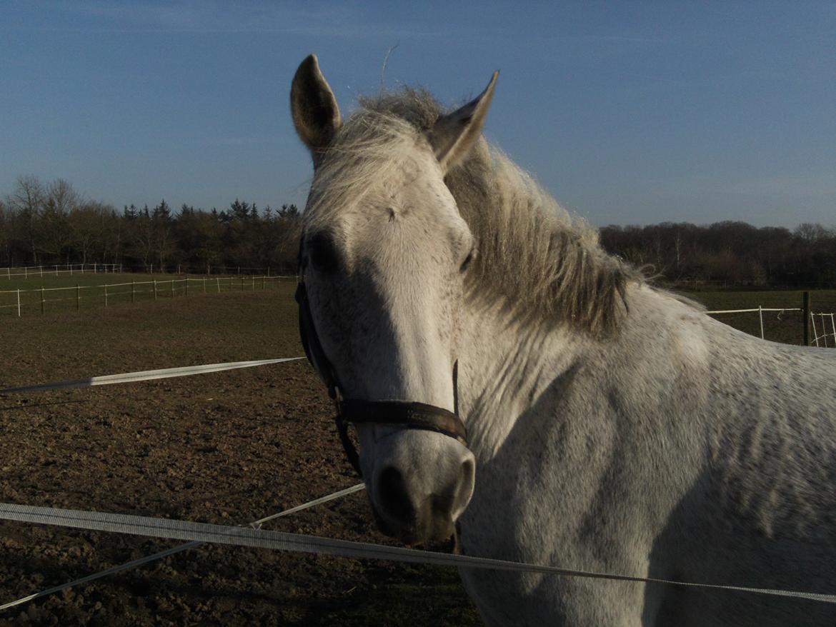 Anden særlig race Houdini<33 [min hest] - min BABY <3<3:-* :-* billede 2