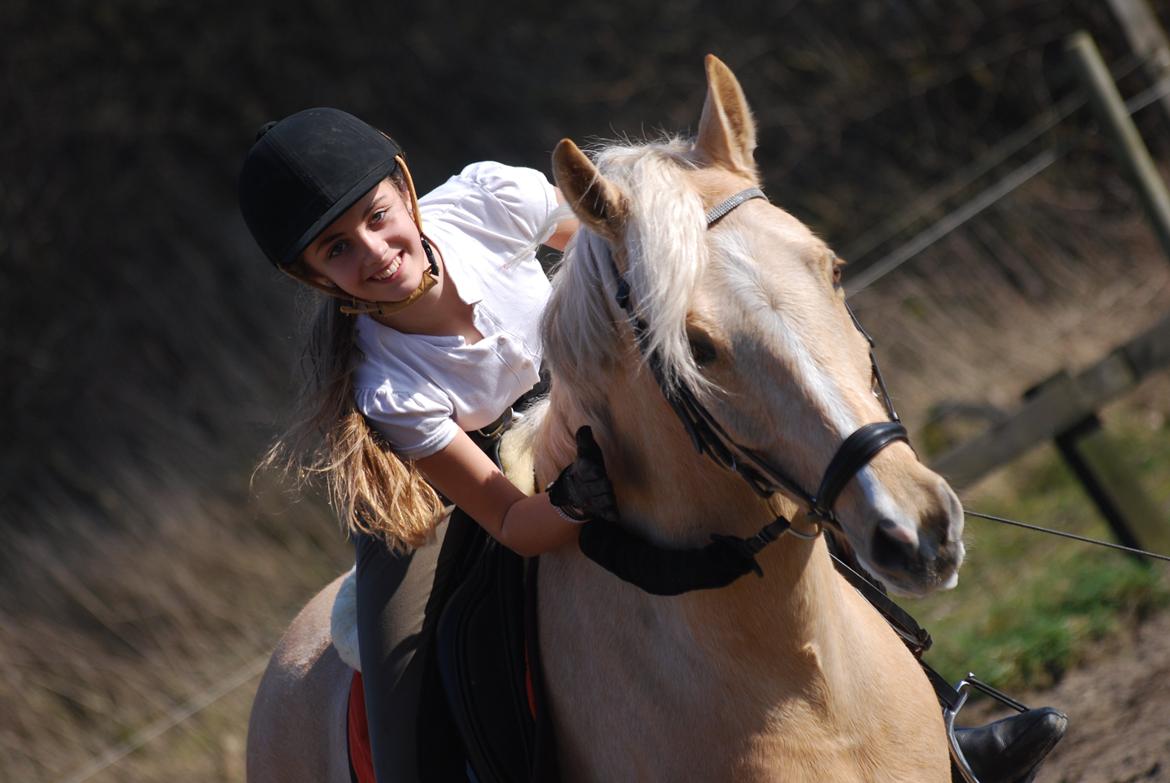 Tysk Sportspony Golden Dream billede 20