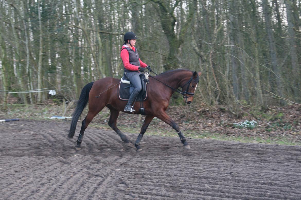 Trakehner Lady [Tidl. hest] - 6) billede 6