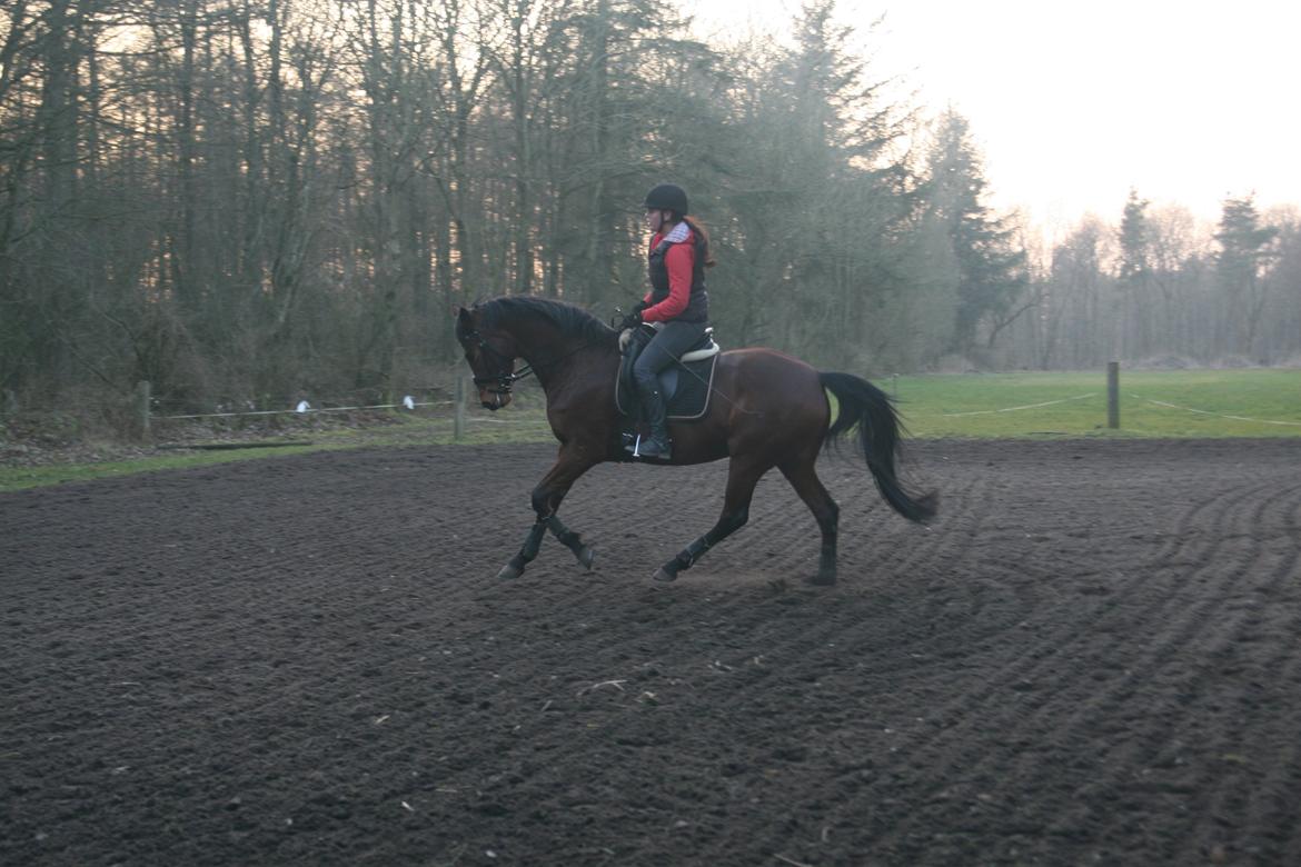 Trakehner Lady [Tidl. hest] - 8) billede 8