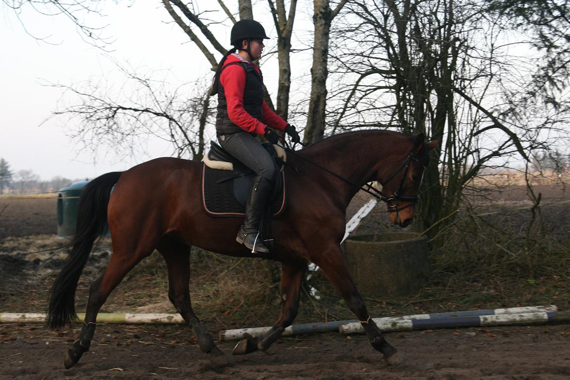Trakehner Lady [Tidl. hest] - 4) billede 4