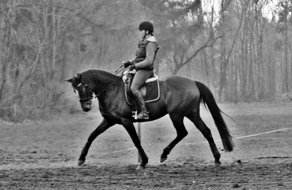 Trakehner Lady [Tidl. hest] - 2) billede 2