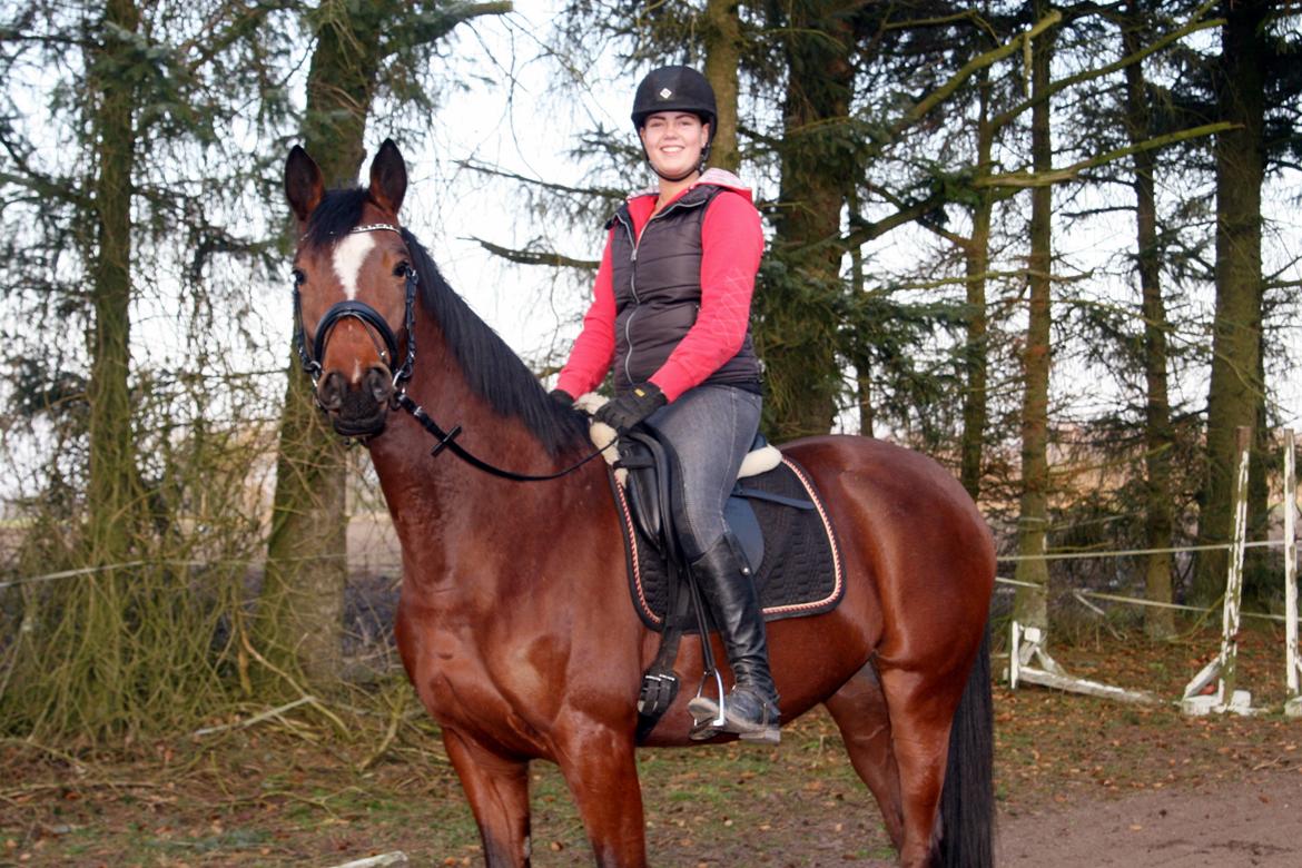 Trakehner Lady [Tidl. hest] - 1) billede 1