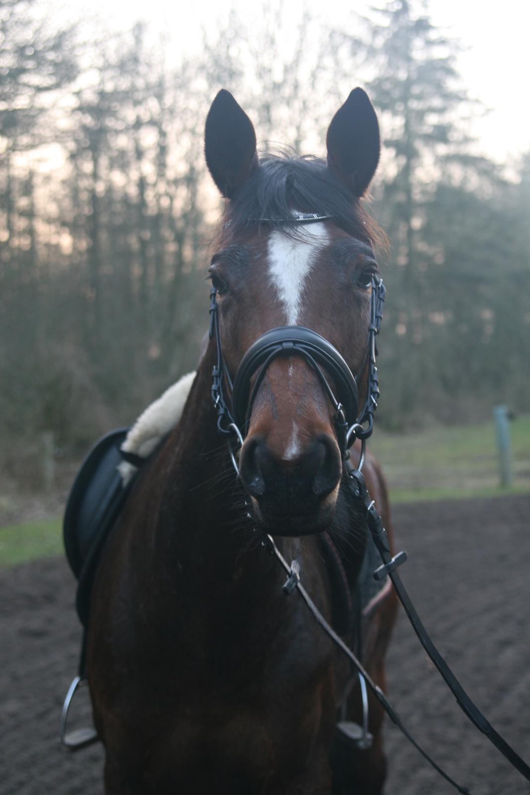 Trakehner Lady [Tidl. hest] - 17) billede 17