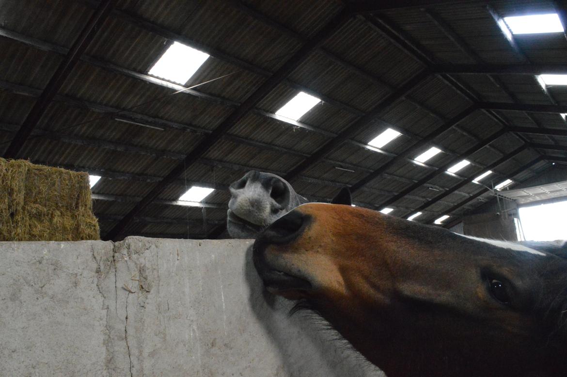 Dansk Varmblod Bakkegaarden's jasmin billede 5