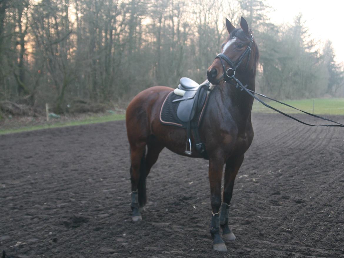 Trakehner Lady [Tidl. hest] - 9) billede 9