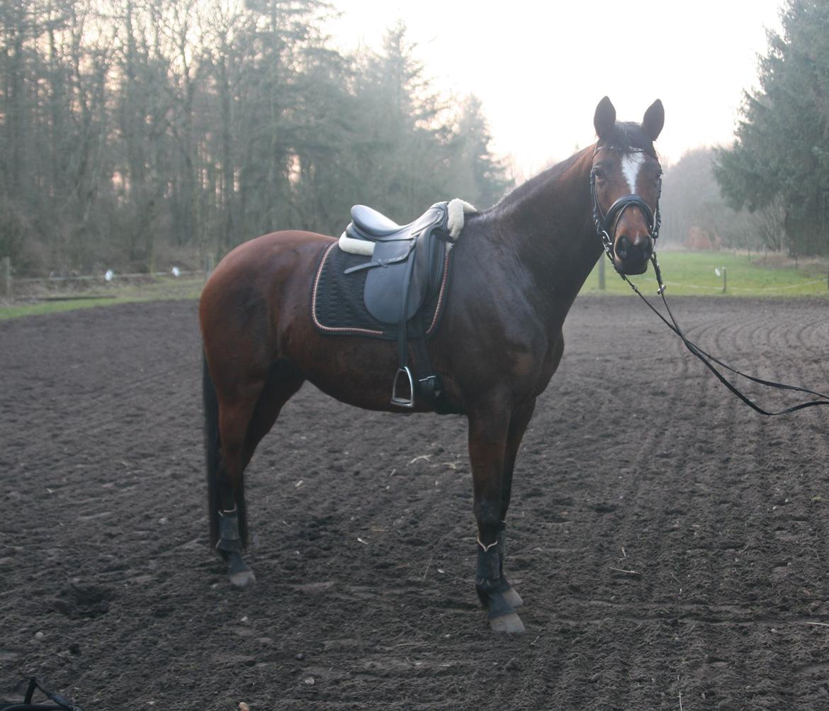 Trakehner Lady [Tidl. hest] - 3) billede 3