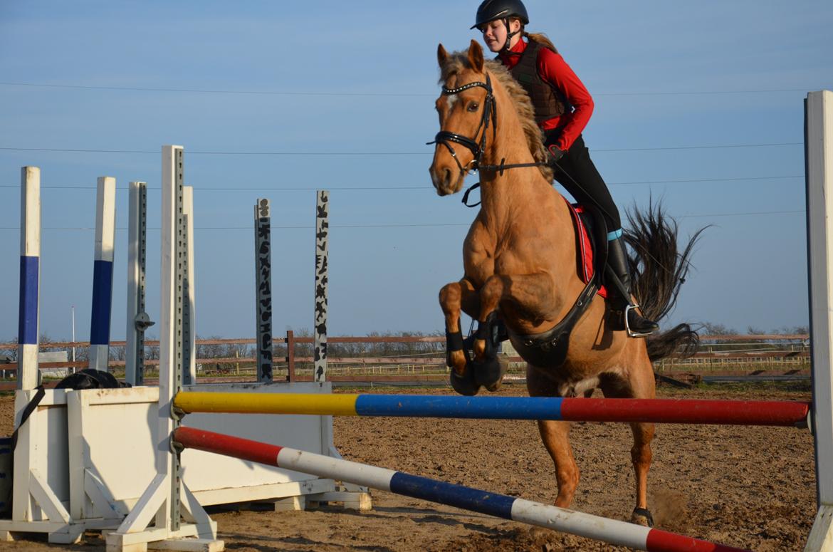 Hollandsk Sportspony Golden Star * B-pony* - Den sejeste dressur pony kan skam også springe! billede 37